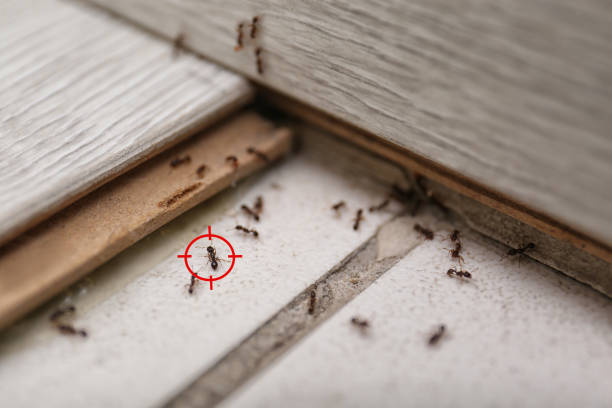 Best Rat Extermination Near Me  in Hanscom Af, MA