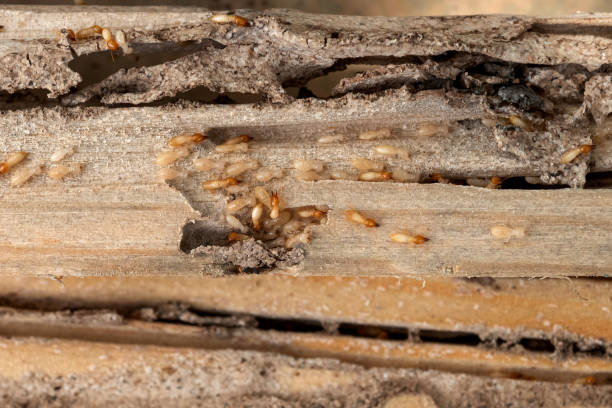 Best Affordable Pest Control Services  in Hanscom Af, MA